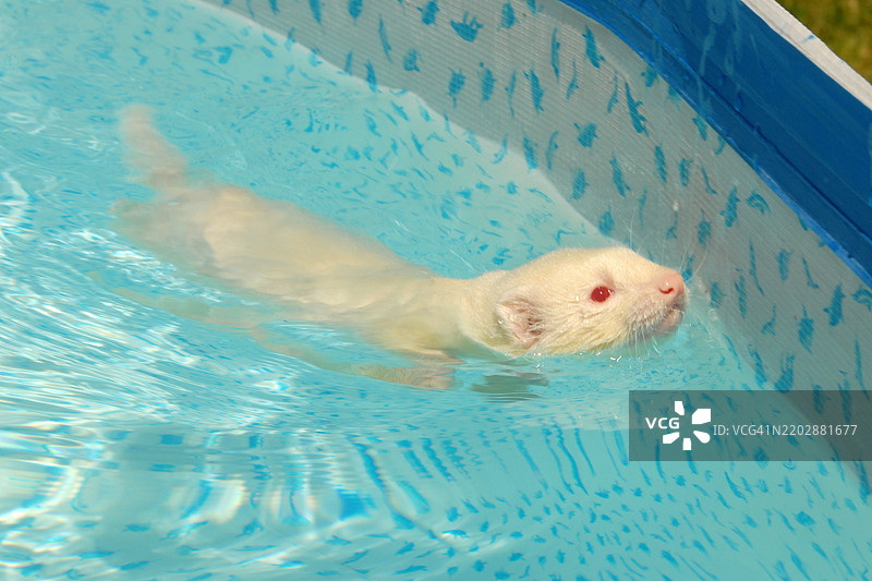 小獾鼠宝宝在游泳图片素材