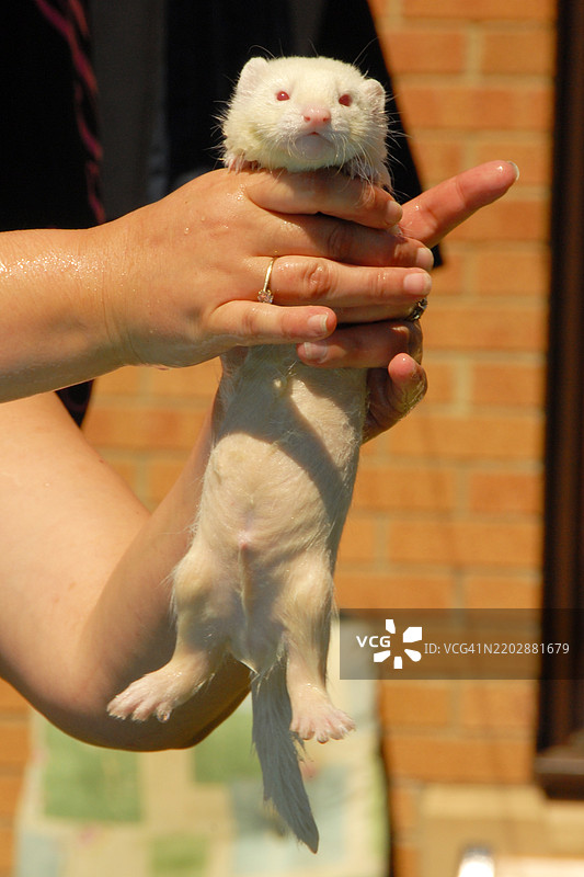 小獾鼠在花园里玩耍图片素材
