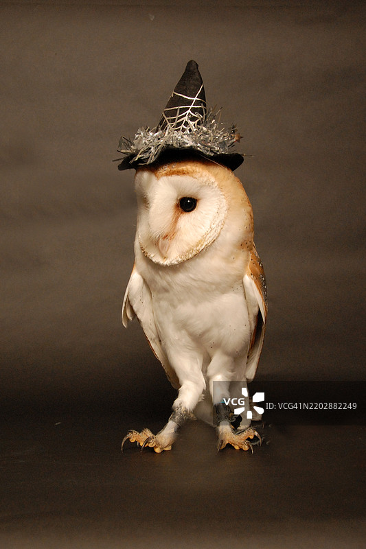 工作室拍摄的 barn owl 和道具图片素材