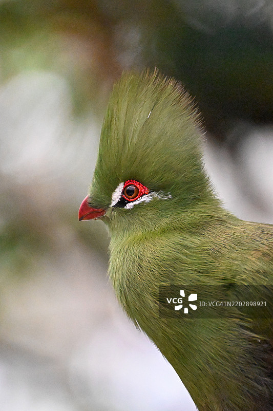 塔乌拉科鸟图片素材