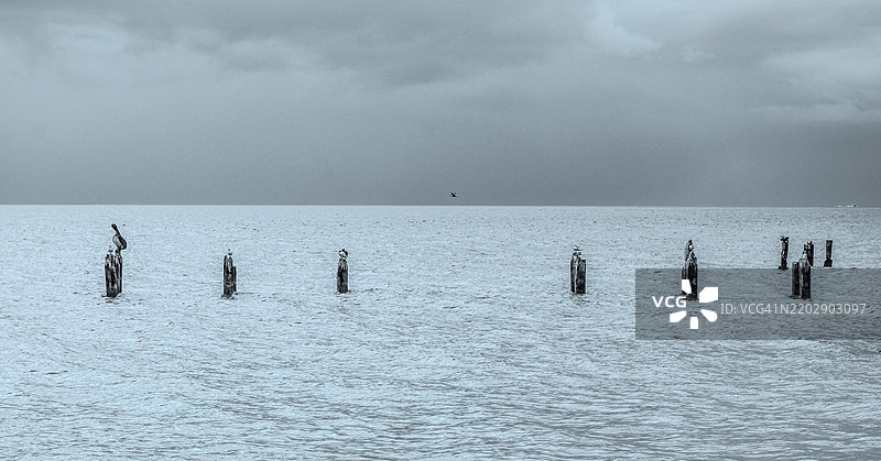 加勒比海佛罗里达州旧码头木头上栖息的鸟类艺术图像图片素材