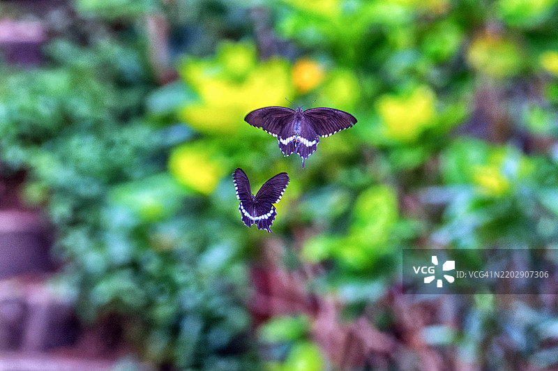 紫斑蝶图片素材