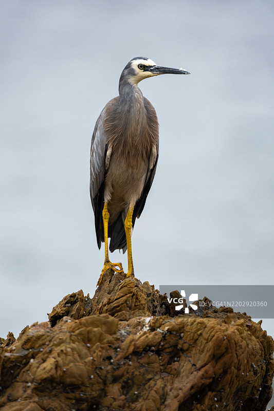 一只白面鹭（Egretta novaehollandiae）优雅地站在海岸岩石上，身后是海浪。图片素材