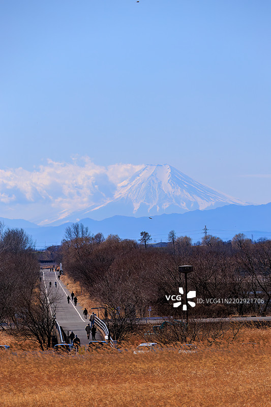 一条道路穿过广阔的芦苇荡和雄伟的富士山。渡良濑休闲区，栃木市，栃木县 - 2025图片素材