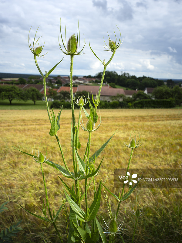 在小麦田前生长的全毛蕊草植物，茶梗图片素材