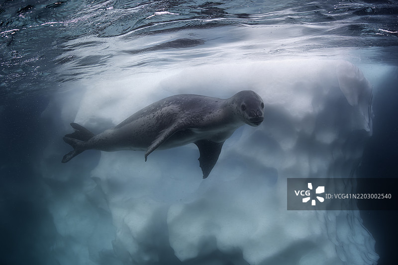 豹海豹与冰山，洛克罗伊港，南极洲。图片素材