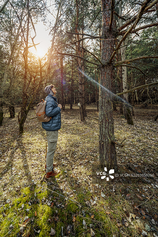 松树林图片素材