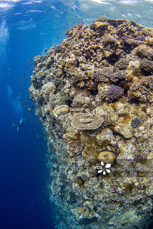 沙特阿拉伯红海法拉桑群岛的垂直珊瑚礁宽角视图，潜水员在其中。图片素材