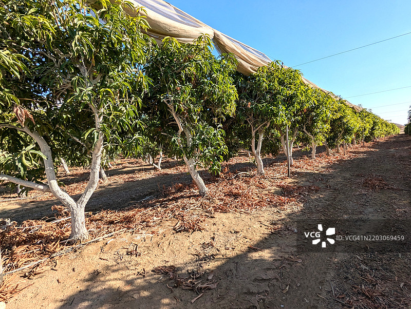 沙漠农业，位于死海南部阿拉巴谷中心的哈泽瓦芒果园图片素材