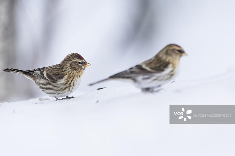 两只普通红头雀在雪中。图片素材