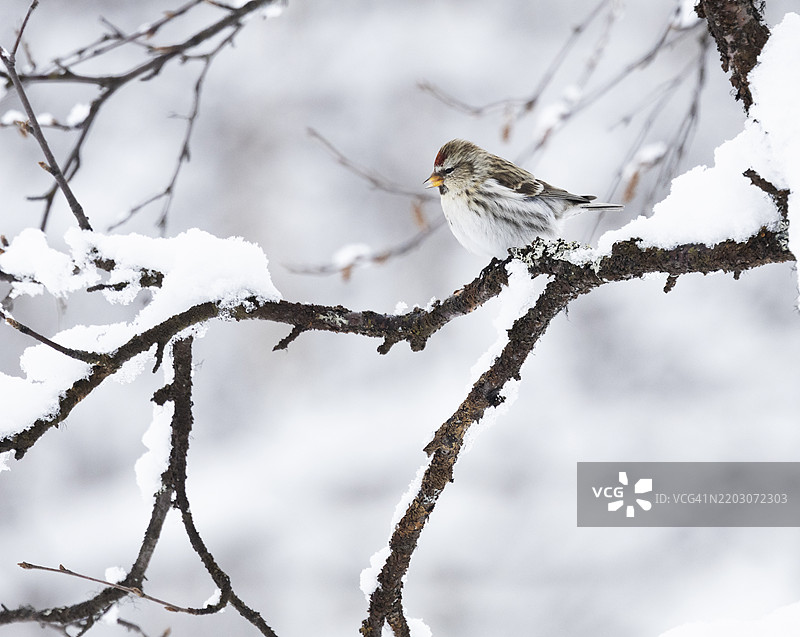 雪地上的普通红头雀栖息在树枝上图片素材