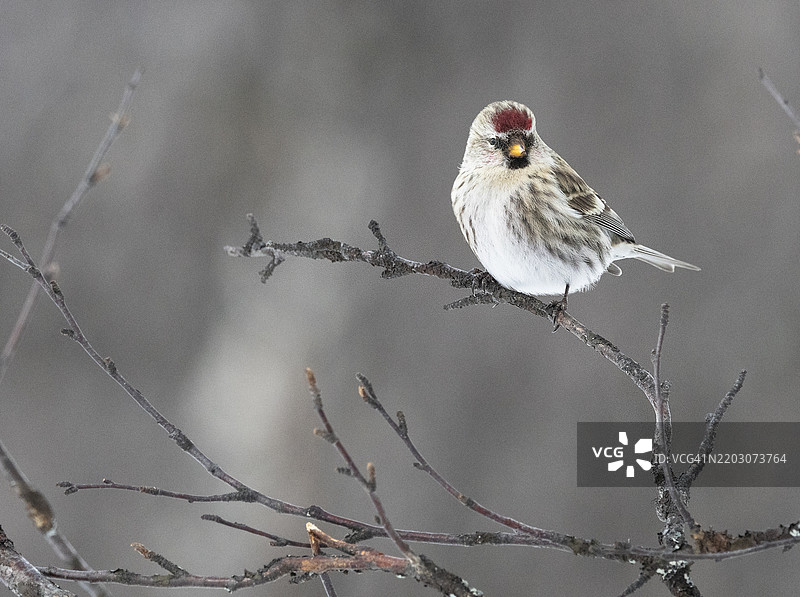 普通红头雀图片素材