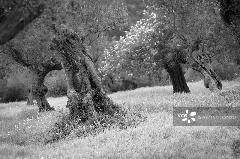 古老的橄榄树，橄榄树林，阿拉罗，卡尔维亚，黑白，马约卡，巴利阿里群岛，西班牙，欧洲图片素材