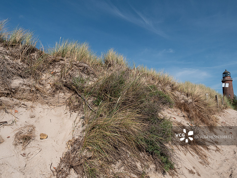 低角度视图的植物与天空，阿伦斯霍普，德国图片素材