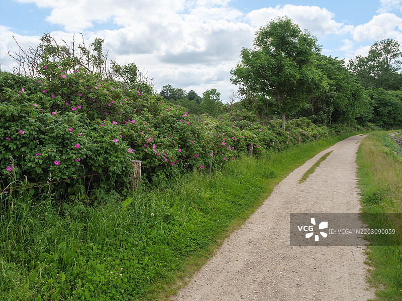 在德国弗伦斯堡附近的波罗的海徒步旅行图片素材