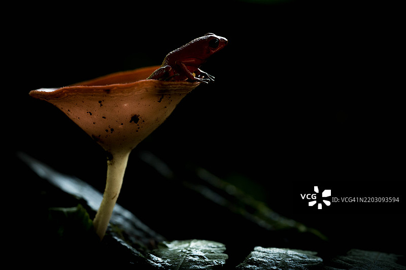 草莓毒蛙在巴拿马雨林的杯状蘑菇上休息图片素材