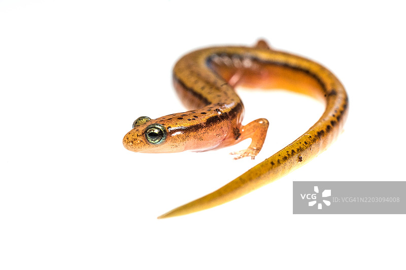 白色背景上的蓝岭双线蝾螈图片素材