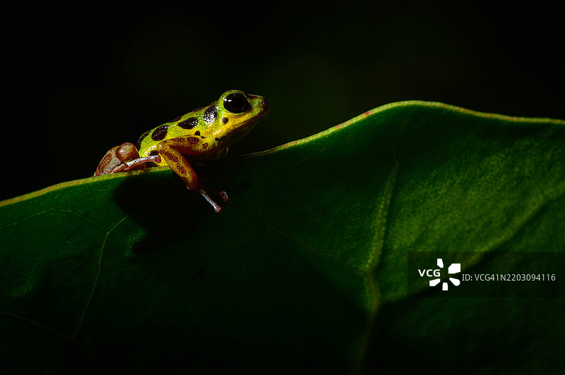 栖息在巴拿马热带雨林叶子上的草莓毒蛙图片素材