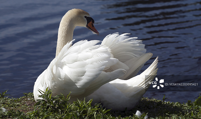 一只天鹅在纽约长岛纳苏县亨廷顿的赫克舍公园草地上梳理羽毛。图片素材