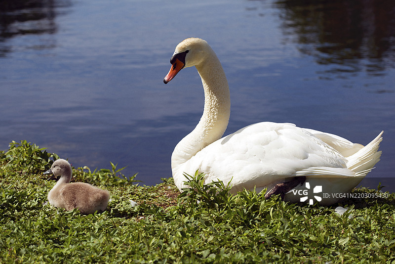 一只雌天鹅和她的幼崽在纽约长岛纳苏县亨廷顿的赫克舍公园草地上栖息。图片素材