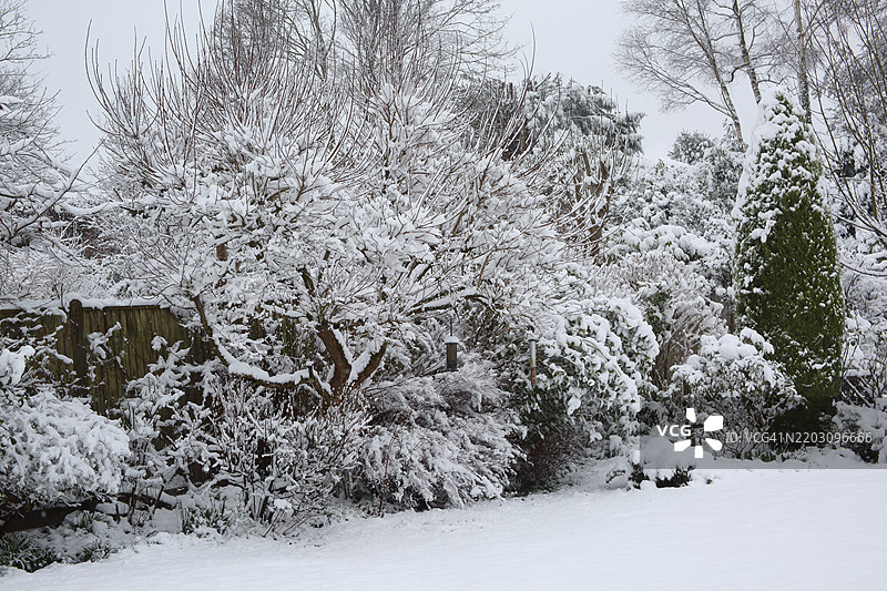 英国家庭花园中的灌木被雪覆盖。图片素材