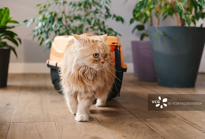 姜黄色猫咪在宠物运输箱里图片素材