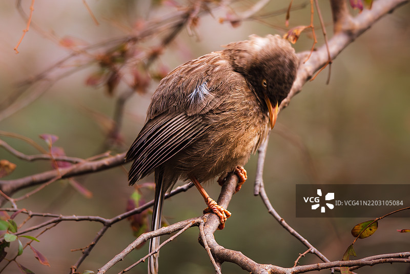 热带鸣禽特写，栖息在树枝上图片素材