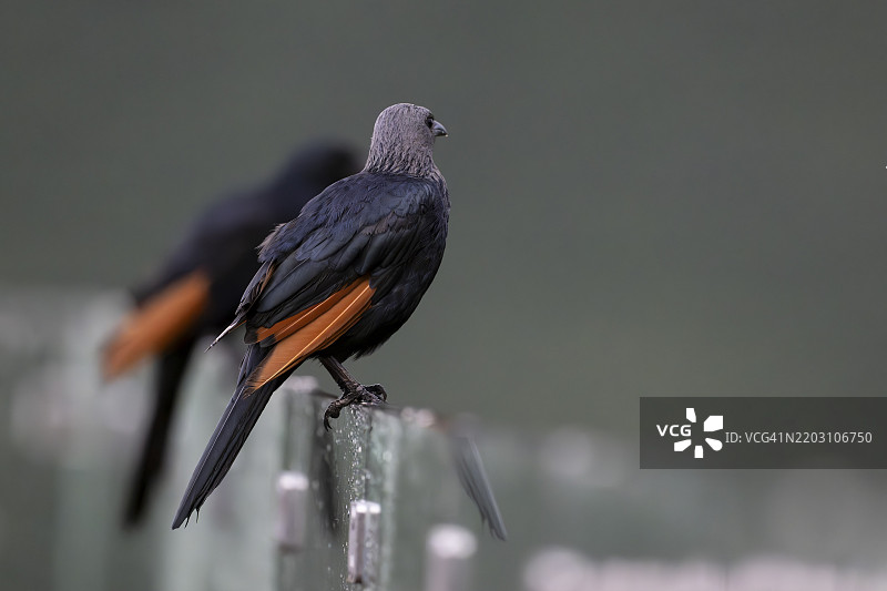 红翅椋鸟（Onychognathus morio）雌性，奎比私人游戏保护区，生物圈保护区，林波波，南非，非洲图片素材