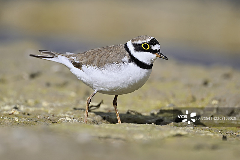 小环颈鸻（Charadrius dubius），站在淤泥中，奥厄自然保护区，瑞士阿尔高州辛斯的瑞乌塞格，欧洲图片素材