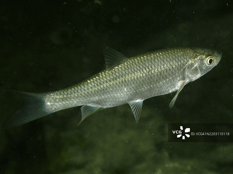 一条鳞片鱼，鲤科鱼，白鲑（Leuciscus cephalus），在黑暗的水中游泳，潜水地点Zollbrücke，瑞士苏黎世州，莱茵河，德国，欧洲图片素材