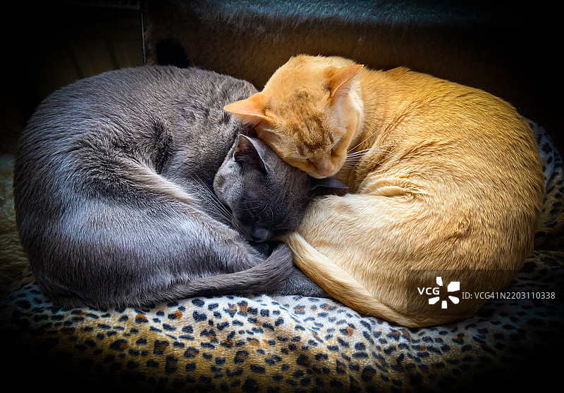 猫在床上睡觉的特写镜头图片素材