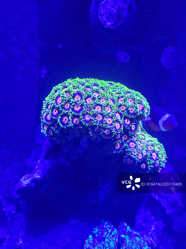 海洋中的珊瑚特写，阿塔斯卡德罗，加利福尼亚州，美国图片素材