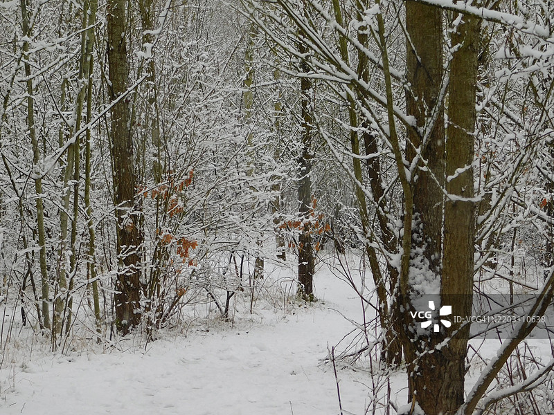 冬季森林中的树木，阿什福德，英国图片素材