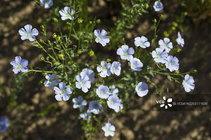 亚麻田，德国萨克森州赫希施泰因附近的亚麻（Linum）花朵。图片素材