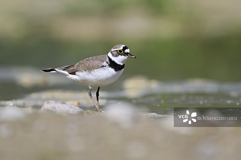 小环颈鸻（Charadrius dubius），站在淤泥中，奥厄自然保护区，瑞士阿尔高州辛斯的瑞乌塞格，欧洲图片素材