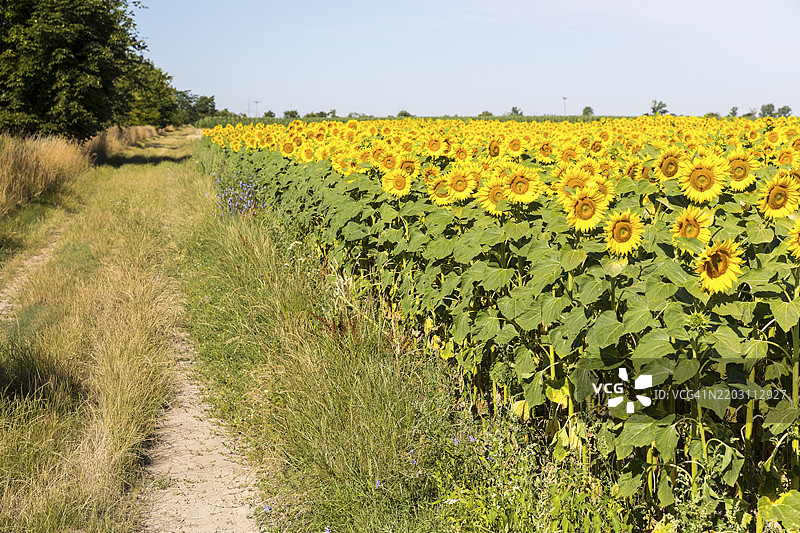 盛开的向日葵田间小路，向日葵（Helianthus annuus），德国萨克森州赫希施泰因，欧洲图片素材