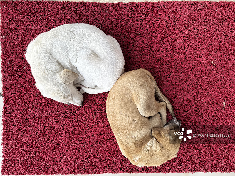 街道上靠近房子的睡觉狗狗图片素材