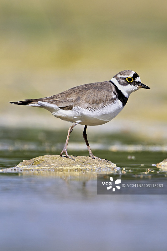 小环颈鸻(Charadrius dubius),站在淤泥中,奥厄自然保护区,瑞士阿尔高州辛斯的瑞乌塞格,欧洲图片素材