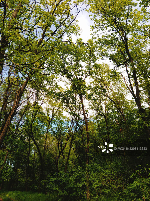 森林中的树木图片素材