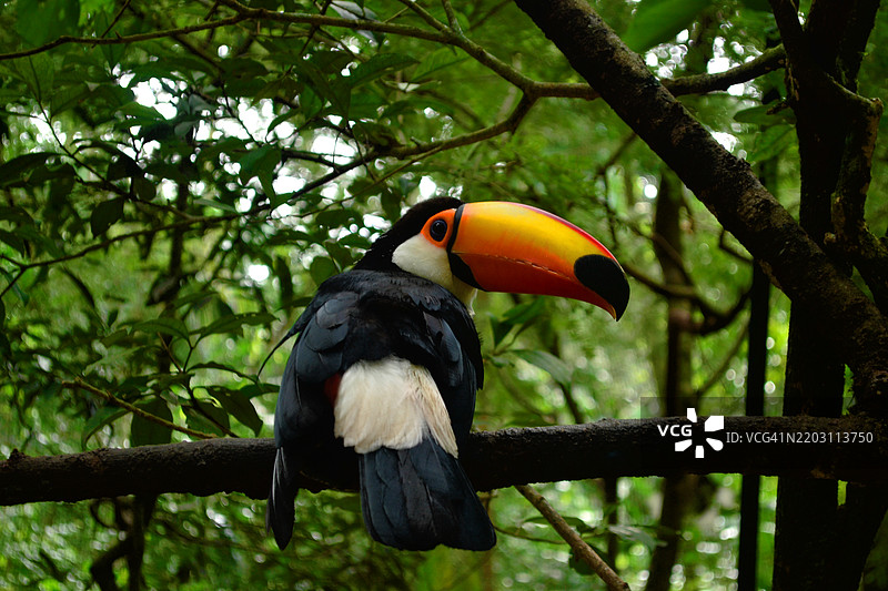 近距离拍摄的犀鸟栖息在树枝上，阿根廷米西奥内斯图片素材