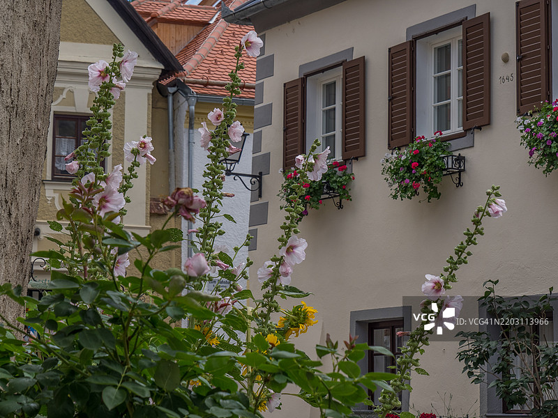 低角度视图的开花植物与建筑，克雷姆斯，奥地利图片素材