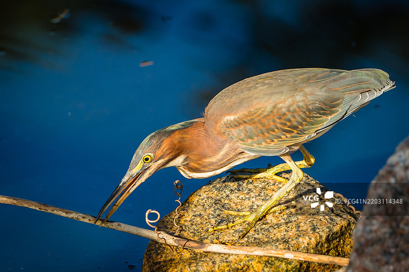 绿鹭栖息在岩石上的特写，南卡罗来纳州穆雷尔斯港，美国图片素材