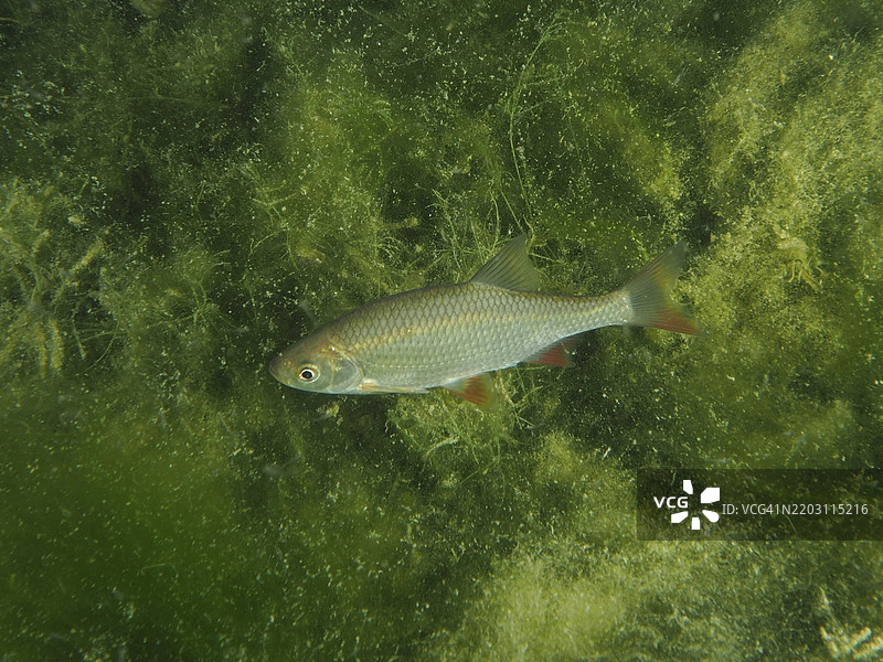 一条红鳍鱼（Scardinius erythrophthalmus）在瑞士德国博登湖的Wildsau潜水点，穿梭于水中浓密的藻类之间。图片素材