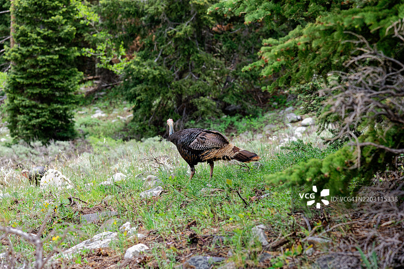 我在大盆地国家公园发现了一只火鸡，大盆地国家公园，美国图片素材