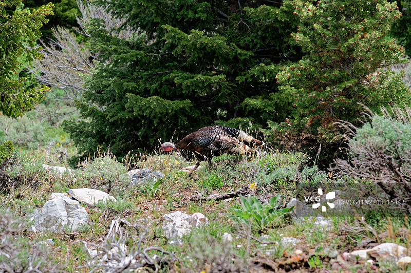 探索大盆地国家公园的时刻总是美好的，大盆地国家公园，美国，USA图片素材