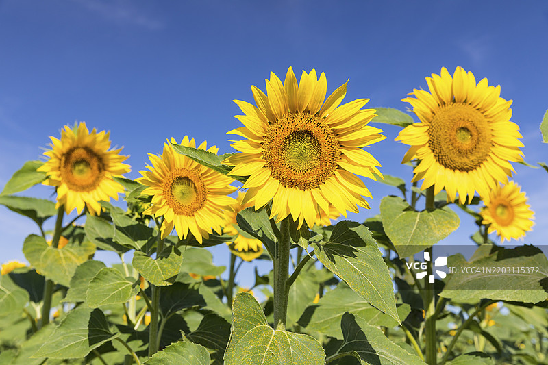 盛开的向日葵（向日葵）在德国萨克森州赫希施泰因的向日葵田中。图片素材