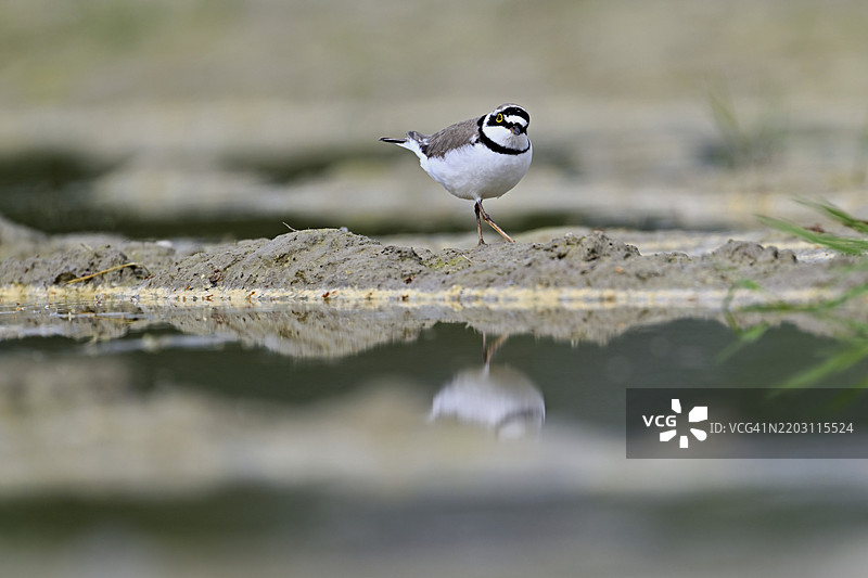 小环颈鸻(Charadrius dubius),站在淤泥中,奥厄自然保护区,瑞士阿尔高州辛斯的瑞乌塞格,欧洲图片素材