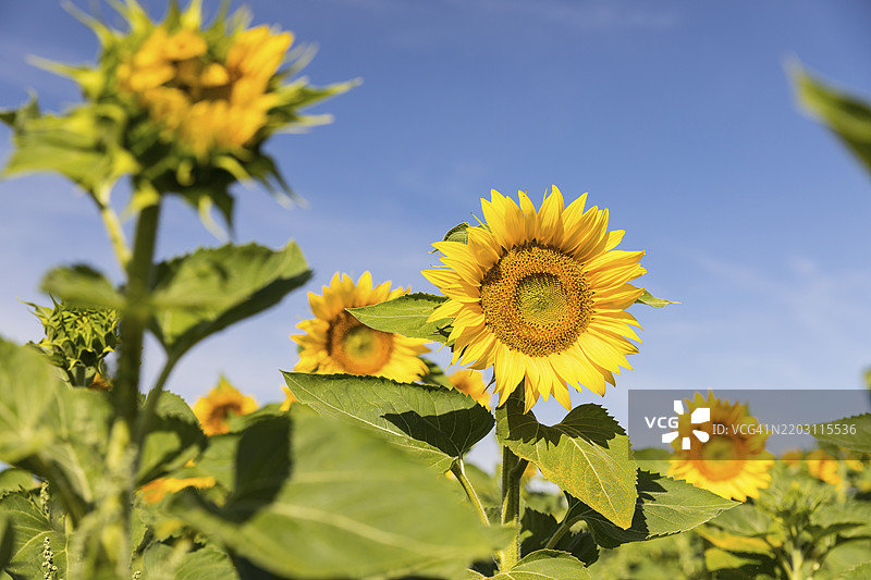 盛开的向日葵（向日葵）在德国萨克森州赫希施泰因的向日葵田中。图片素材