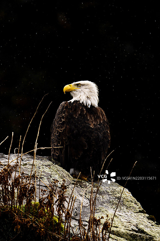 夜空下，秃头鹰栖息在岩石上，复活湾，阿拉斯加，美国图片素材