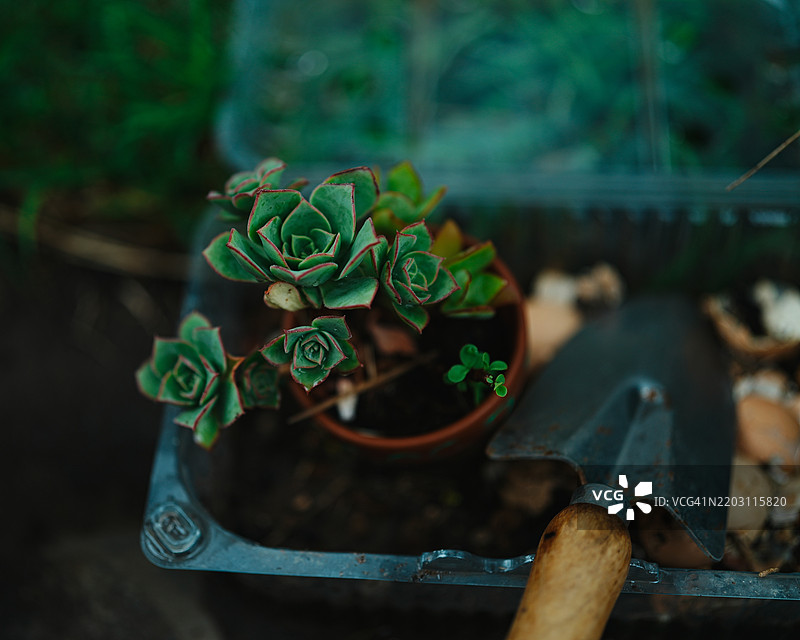 近距离拍摄的盆栽植物，墨尔本，维多利亚州，澳大利亚图片素材